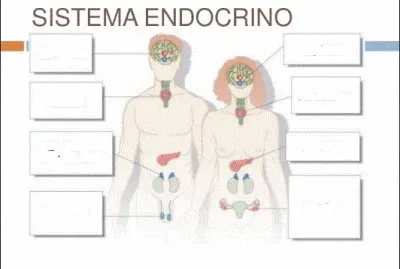 cuerpo humano