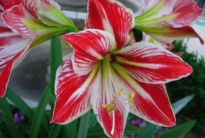 natureza jigsaw puzzle