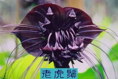 è€è™Žé¬š