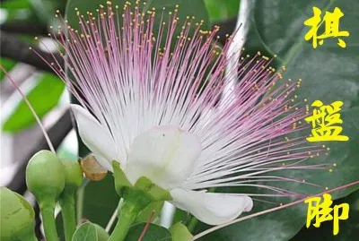 æ£‹ç›¤è…³