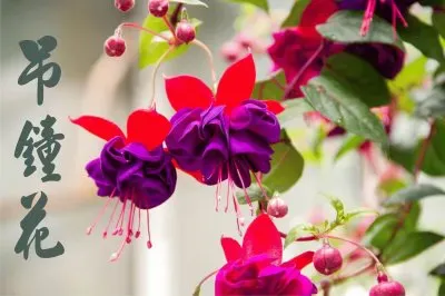 åŠé˜èŠ± jigsaw puzzle