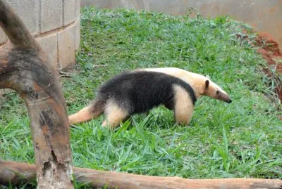Tamandua