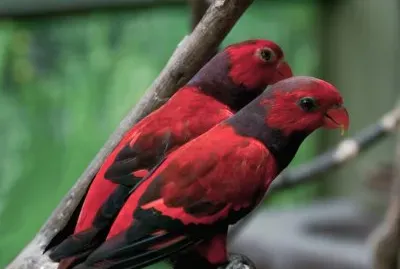 Lori dal collovioletto