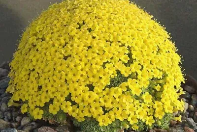 natureza jigsaw puzzle