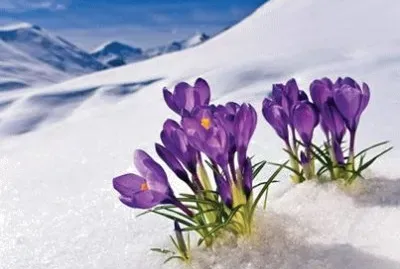 natureza jigsaw puzzle