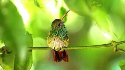 natureza jigsaw puzzle