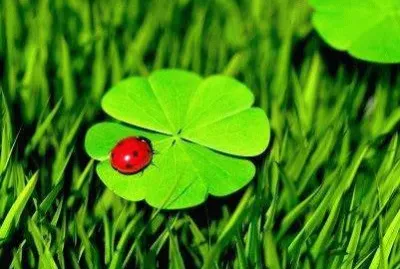 natural jigsaw puzzle