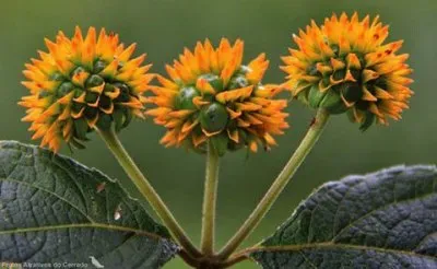 flores jigsaw puzzle