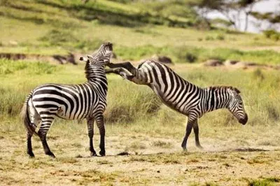 natureza jigsaw puzzle