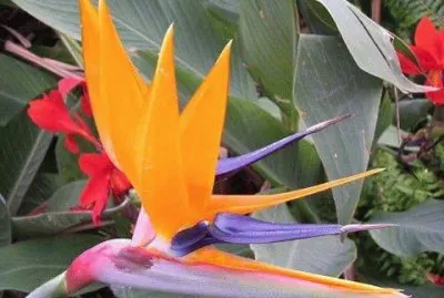 flores jigsaw puzzle