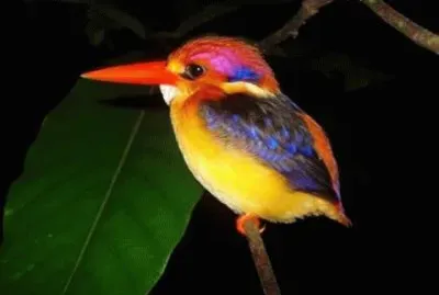 natural jigsaw puzzle