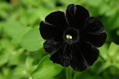 natureza jigsaw puzzle