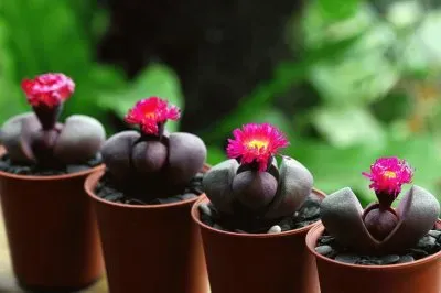 flores jigsaw puzzle