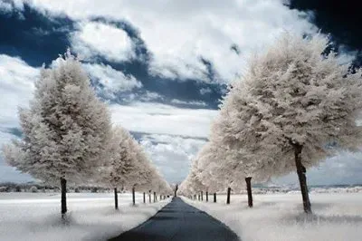 natural jigsaw puzzle