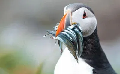 natural jigsaw puzzle