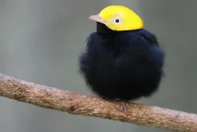 natural jigsaw puzzle