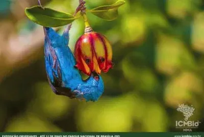 natural jigsaw puzzle