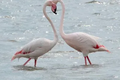 fenicotteri Cagliari