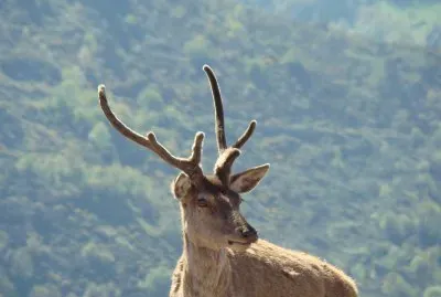 Cerf