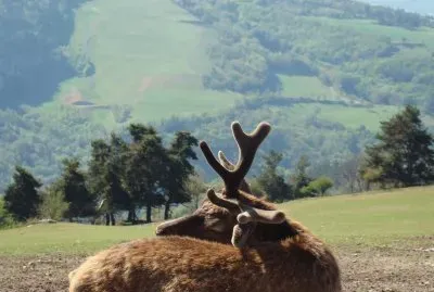 Cerf