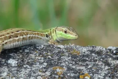 LÃ©zard vert