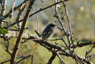 Rouge-queue jigsaw puzzle