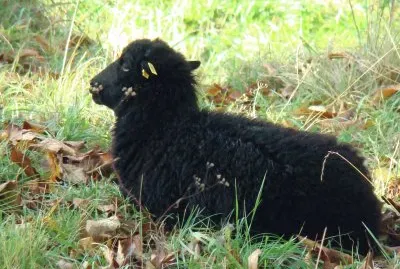 Mouton jigsaw puzzle