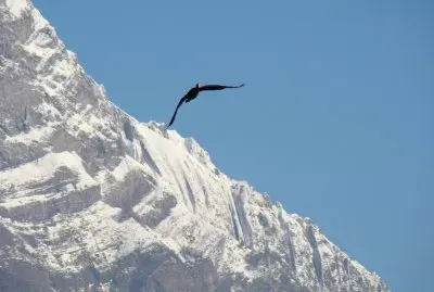 Cormoran
