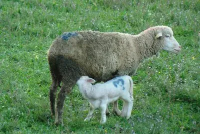 Moutons