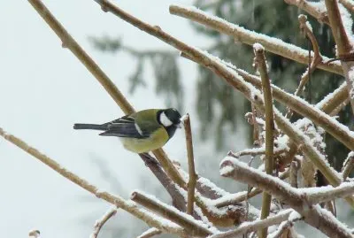 MÃ©sange charbonniÃ¨re
