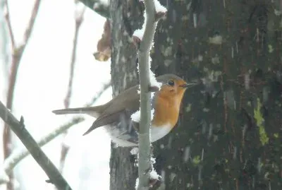 פאזל של Rouge-gorge