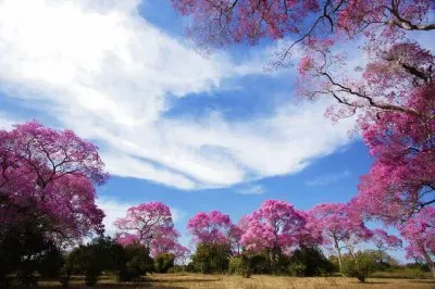 imagem jigsaw puzzle