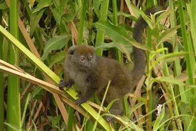 Apalemure del lago alotra