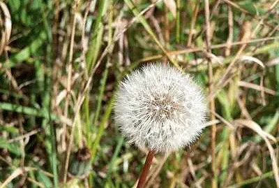 Dandelion jigsaw puzzle