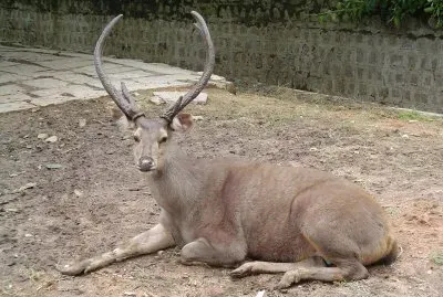 Sambar indiano