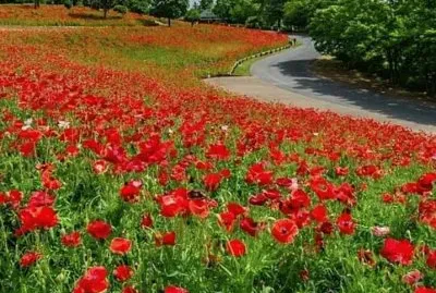 פאזל של imagem