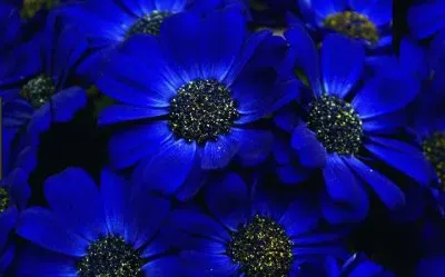 Cineraria jigsaw puzzle