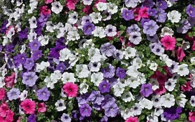 Petunias jigsaw puzzle