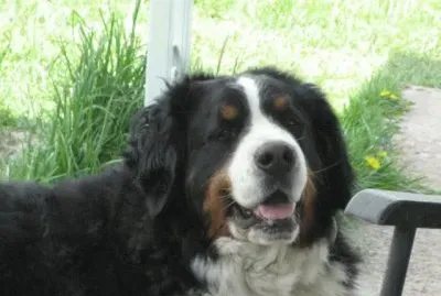 My Babies as Animals jigsaw puzzle