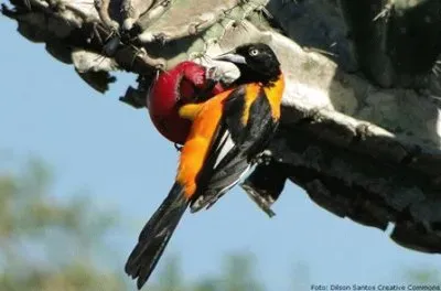 natural jigsaw puzzle