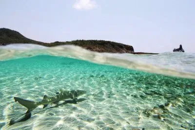natural jigsaw puzzle