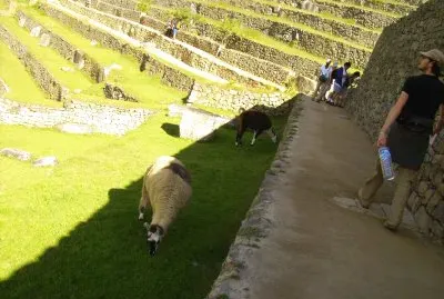 Llamas en Machu Picchu.