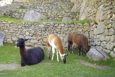Habitantes de Machu Picchu.
