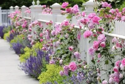 flores