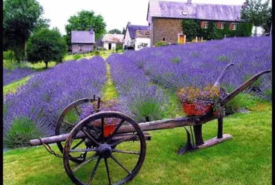 flores