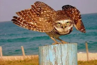 natureza jigsaw puzzle