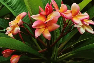 flores