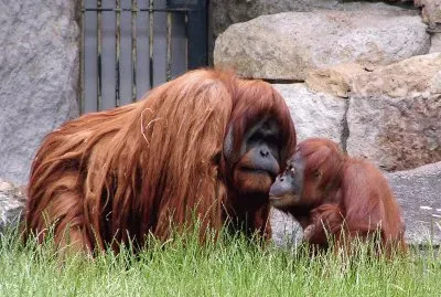 Orango del borneo jigsaw puzzle