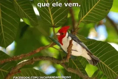 natureza jigsaw puzzle