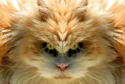 kitty